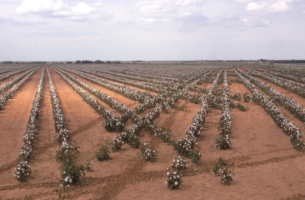 Warmer weather stimulated cotton in the Rolling Plains and other regions to catch up on maturity, according to Texas A&M AgriLife Extension Service agronomists. (Texas A&M AgriLife Extension Service photo by Dr. Gaylon Morgan) 