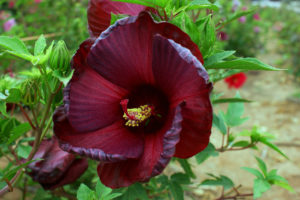 This unique, maroon-colored winter-hardy hibiscus was created with Texas A&M University Aggies in mind. (Texas A&M AgriLife Research photo by Dr. Dariusz Malinowski)