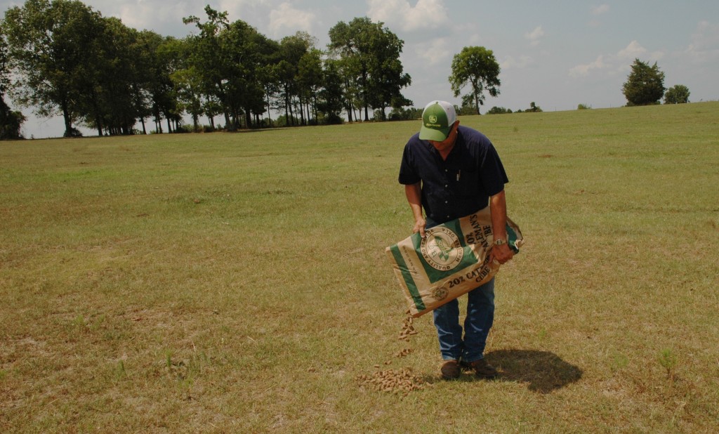 As the abnormally dry fall continued, many farmers began feeding hay and supplemental protein early. (Texas A&M AgriLife Communications photo by Robert Burns)
