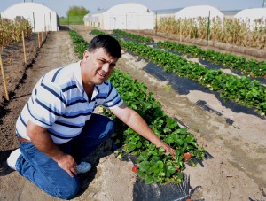 Dr. Juan Anciso, an AgriLife Extension horticulturist in Weslaco, will be among those providing food safety training for producers. (AgriLife Communications photo by Rod Santa Ana)
