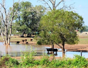 Cattle in Brazos County seem to be enjoying water brought by heavy rainfall in late October that helped end severe drought in Texas. (Texas A&M AgriLife Communications photo by Kathleen Phillips)