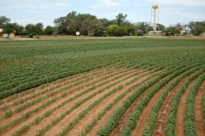 Irrigated cotton plots at the Texas A&M AgriLife Research farm, Halfway, where the measured data came from. (Texas A&M AgriLife Research photo by James Bordovsky)