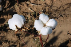 Cotton has a future in the High Plains, even under expected climate change conditions. (Texas A&M AgriLife Communications photo)