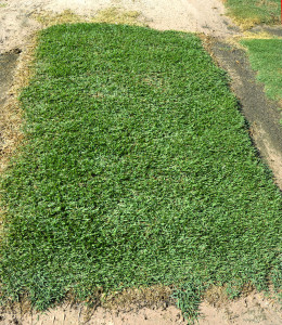 This coarser textured turfgrass with more drought resistance may be more suitable for lawns. (Texas A&M AgriLife Communications photo by Kay Ledbetter)