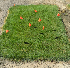 This finer textured turfgrass with good density might be selected for a golf course tee box. (Texas A&M AgriLife Communications photo by Kay Ledbetter)