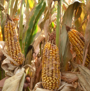 In a neighboring plot, under the same conditions, another hybrid exhibits disease and insect damage. (Texas A&M AgriLife Communications photo by Kay Ledbetter)