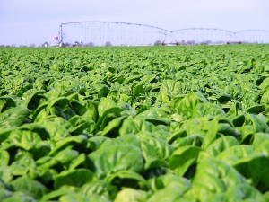 Photo #3: This year’s spinach harvest in South Central Texas has shown both good yield and quality so far, according to Dr. Larry Stein, Texas A&M AgriLife Extension Service horticulturist in Uvalde. (Texas A&M AgriLife Extension Service photo)