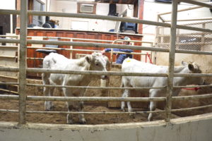 Calves continue to be sold at local auction markets across Texas as part of fall livestock activities. (Texas A&M AgriLife Extension Service photo by Blair Fannin)