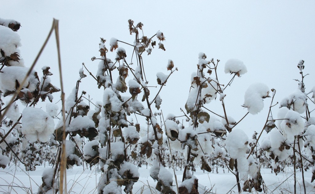 Cotton under snow near San Angel in 2009. (Texas A&M AgriLife Extension Service photo by Steve Byrns) 