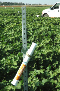 New sensor tools help farmers improve water efficiency on crops, but may not save water in the long run, according to a recent Texas A&M AgriLife Research study. (Texas A&M AgriLife Communications photo by Kay Ledbetter)