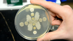 Two types of bacteria found in the soil have enabled scientists at Texas A&M AgriLife Research to get the dirt on how resistance to antibiotics develops along with a separate survival strategy. (Texas A&M AgriLife photo by Kathleen Phillips)
