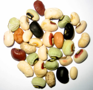 A mixture of cowpea seeds grown around the world. (Texas A&M AgriLife Research photo by Dr. B.B. Singh)