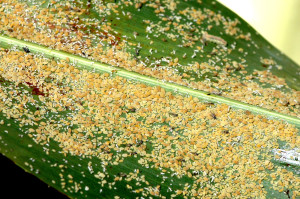 Sugarcane aphids can multiply rapidly if sorghum fields are left untreated. (Texas A&M AgriLife Communications photo by Kay Ledbetter)
