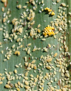 Lady beetle eggs  found on the same leaves as sugarcane aphids can indicate there will be beneficial insect control. (Texas A&M AgriLife Communications photo by Kay Ledbetter)
