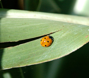 Lady beetles are one of the beneficial insects that feed on sugarcane aphids. (Texas A&M AgriLife Communications photo by Kay Ledbetter)