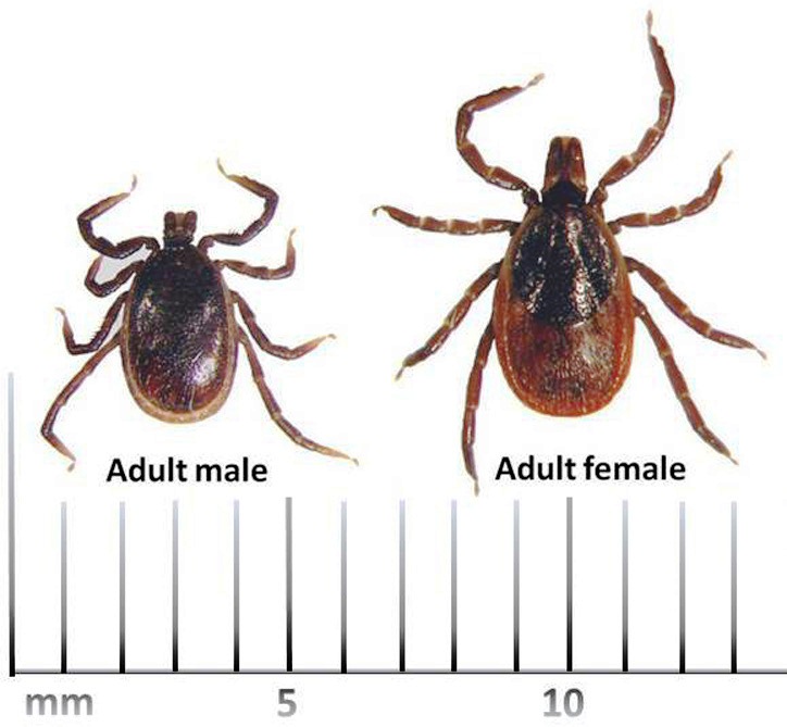 Image of an adult male and adult female tick. The female is larger and about 7 mm from foot to foot. The male is about 6 mm wide from foot to foot.