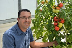 Dr. Carlos Avila, a Texas A&M AgriLife Research vegetable breeder in Weslaco, is shown in a greenhouse with tomato plants from his improved cultivar studies. (AgriLife Communications photo by Rod Santa Ana(