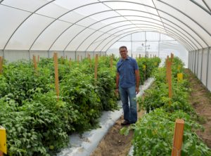 Dr. Carlos Avila is shown in a net house, one of three structures being studied to improve production of commercial tomatoes in South Texas. Because they are evaluated for retaining heat, high tunnels will be erected and studied this winter. (AgriLife Communications photo by Rod Santa Ana)