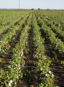 Genetically engineered cotton allows for post-emergent herbicide applications to control in-season weeds. (Texas A&M AgriLife Communications photo by Kay Ledbetter)
