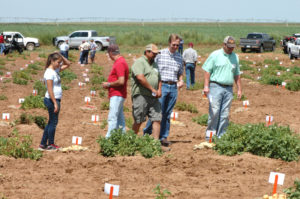 Participants view Texas A&M University AgriLife Potato Breeding and Variety Development Program plots near Springlake. (Texas A&M AgriLife Communications photo by Kay Ledbetter)