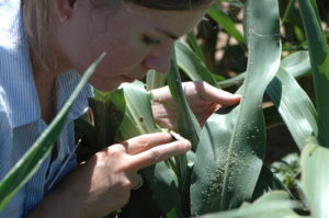 Dr. Ada Szczepaniec, Texas A&M AgriLife entomologist, scouts for sugarcane aphids on sorghum. (Texas A&M AgriLife photo by Kay Ledbetter)