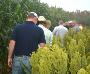 Producers tour sorghum silage varieties during the field day in 2015 near Bushland. (Texas A&M AgriLife photo by Kay Ledbetter)