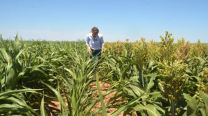 Dr. Ada Szczepaniec, Texas A&M AgriLife entomologist, looks at sugarcane aphid infestation on early and traditional planted sorghum. (Texas A&M AgriLife photo by Kay Ledbetter)