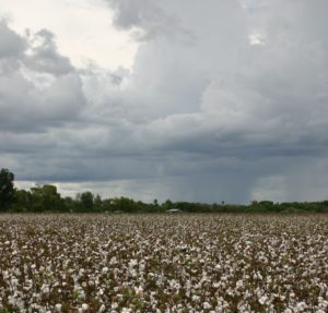 A defoliated cotton field in Hidalgo County awaits harvesting as rain clouds gather. (AgriLife Communications photo by Rod Santa Ana)