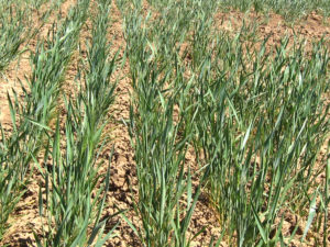 New study shows nitrogen in the soil can be credited without hurting wheat yields. (Texas A&M AgriLife photo by Kay Ledbetter)