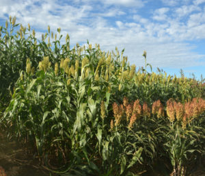 Forage sorghum plots with grain sorghum borders show the differences in heights and leaf canopy, (Texas A&M AgriLife photo by Kay Ledbetter)