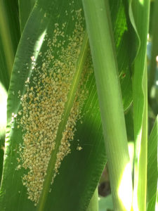 Colonies of sugarcane aphids can establish at a rapid pace once a plant is infested and untreated. (Texas A&M AgriLife photo by Dr. Jourdan Bell)