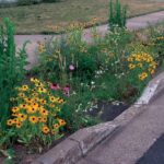 Rain gardens like the one shown here are among the low-impact features developers can use in 