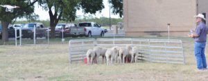 Dr. John Walker, Texas A&M AgriLife Research resident director at San Angelo, demonstrates moving a small group of lambs with a drone. (Texas A&M AgriLife Research photo by Steve Byrns)
