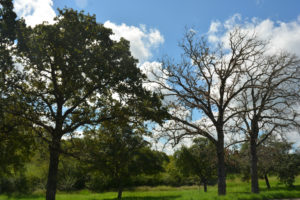 All over Texas this summer, people are asking why their post oaks are dying. Texas A&M AgriLife officials say a combination of stress from the 2011 Texas drought and overly wet conditions in 2016 are the reason. (Texas A&M AgriLife photo by Kathleen Phillips)