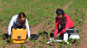 Dr. Nithya Rajan (right), a Texas A&M AgriLife Research crop physiologist, and Diana Zapata, a graduate student, are setting up chambers for measuring carbon dioxide emission rates from the project field. (Texas A&M AgriLife Research photo)