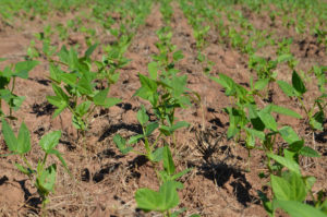 A cowpea crop was planted in the organic study field for late summer cover. (Texas A&M AgriLife Research photo)