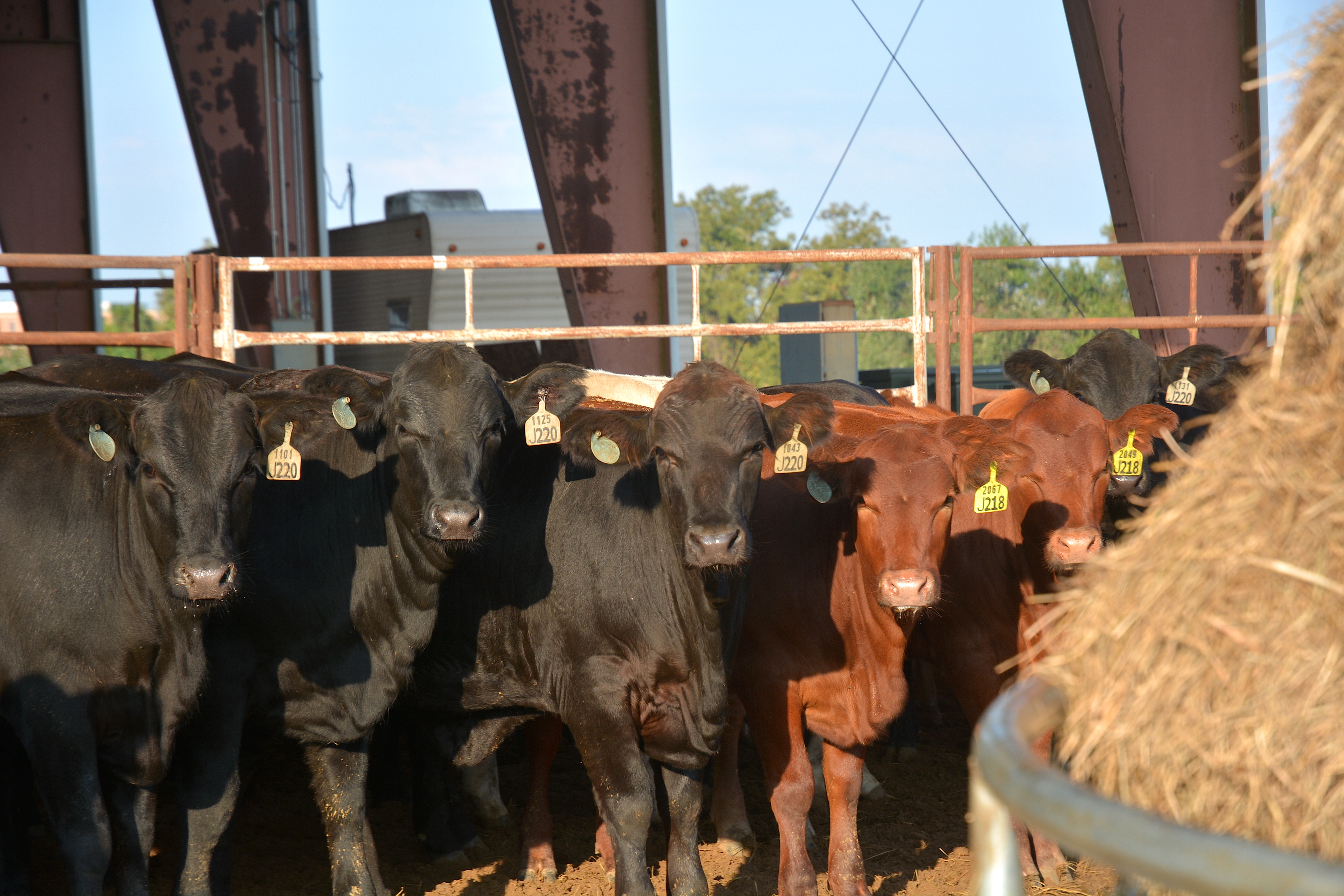 cattle market outlook