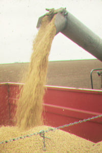 soybean-harvest