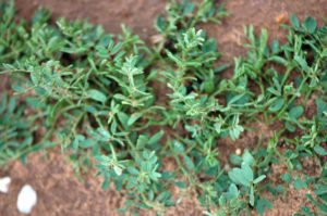 Winter lentils are being tested in the Rolling Plains climate. (Texas A&M AgriLife photo by Kay Ledbetter)