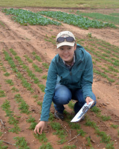 Dr. Emi Kimura, Texas A&M AgriLife Extension Service agronomist in Vernon, checks of her lentil comparison trial near Chillicothe. (Texas A&M AgriLife photo by Kay Ledbetter)