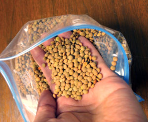 Lentils may be a potential winter crop for the Rolling Plains of Texas. (Texas A&M AgriLife photo by Dr. Emi Kimura)