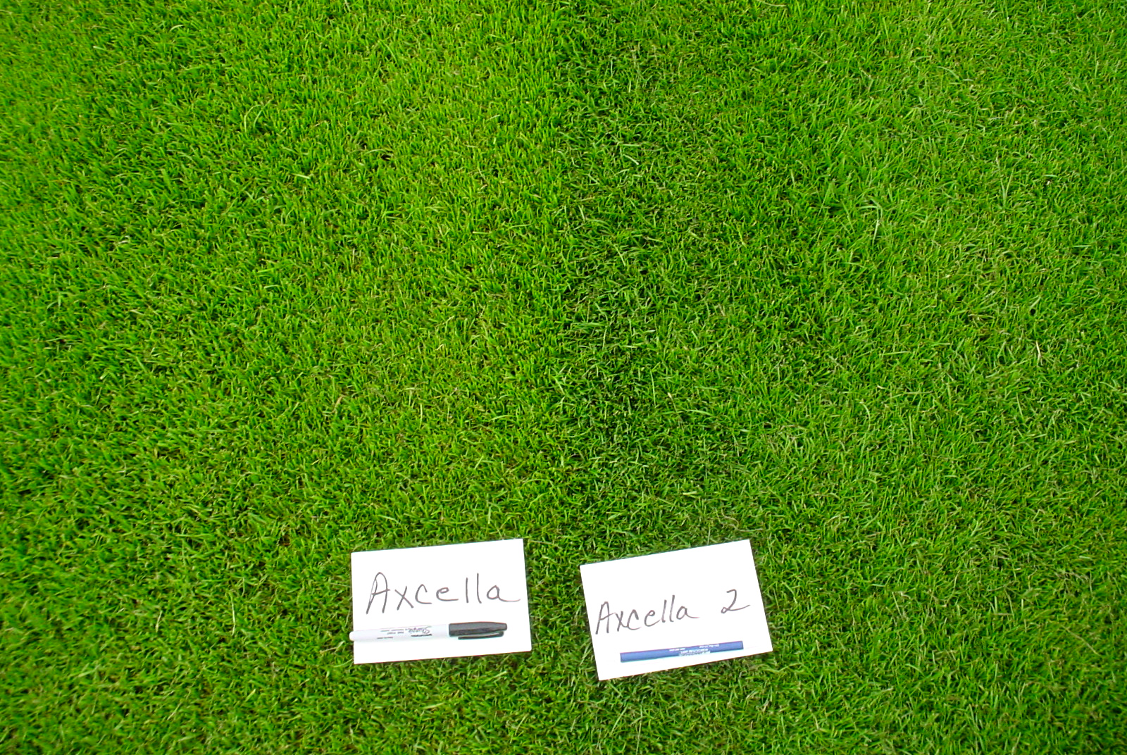 New 'Dwarf' Winter Turf Grass Released | AgriLife Today