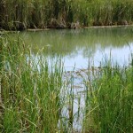 Riparian areas that are a natural occurrence along creeks and around ponds provide the basics for both wildlife and livestock � water, shade, cover and food. (Texas AgriLife Research photo by Kay Ledbetter)