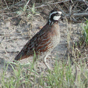 Quail standing in grass