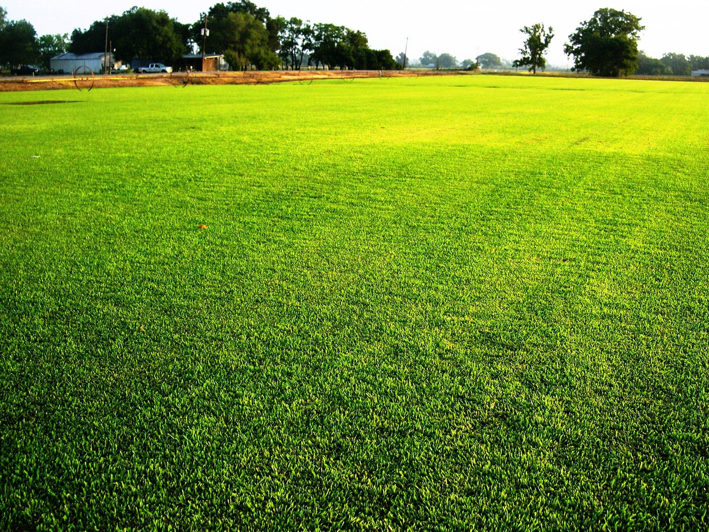 зеленый газон фото