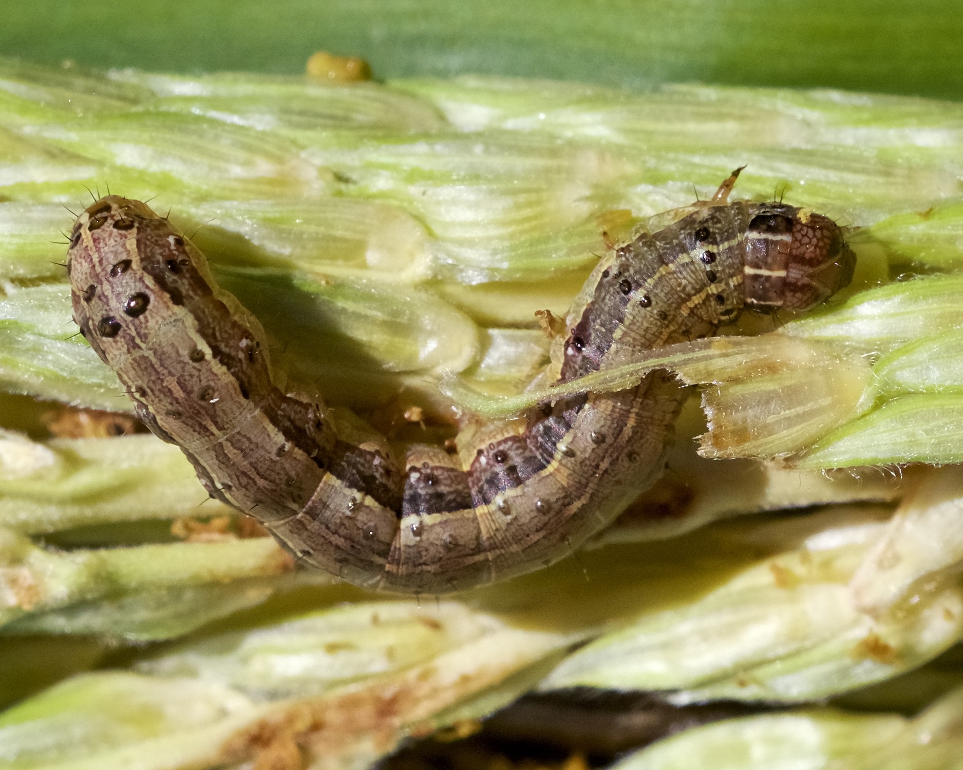 Image result for armyworms