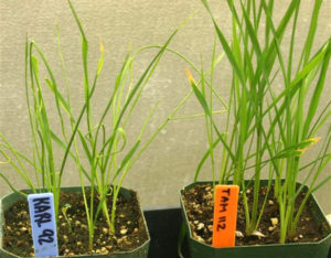 TAM 112, left, exhibits wheat curl mite resistance, where the control, Karl, doesn't have the vigor. (Texas A&M AgriLife photo)