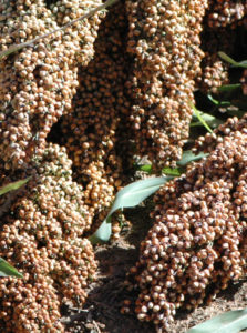Sorghum berries, cracked and uncracked, during the ensiling process will be a part of the Texas A&M AgriLife Research study. (Texas A&M AgriLife photo by Kay Ledbetter)