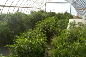High tunnel vegetable production
