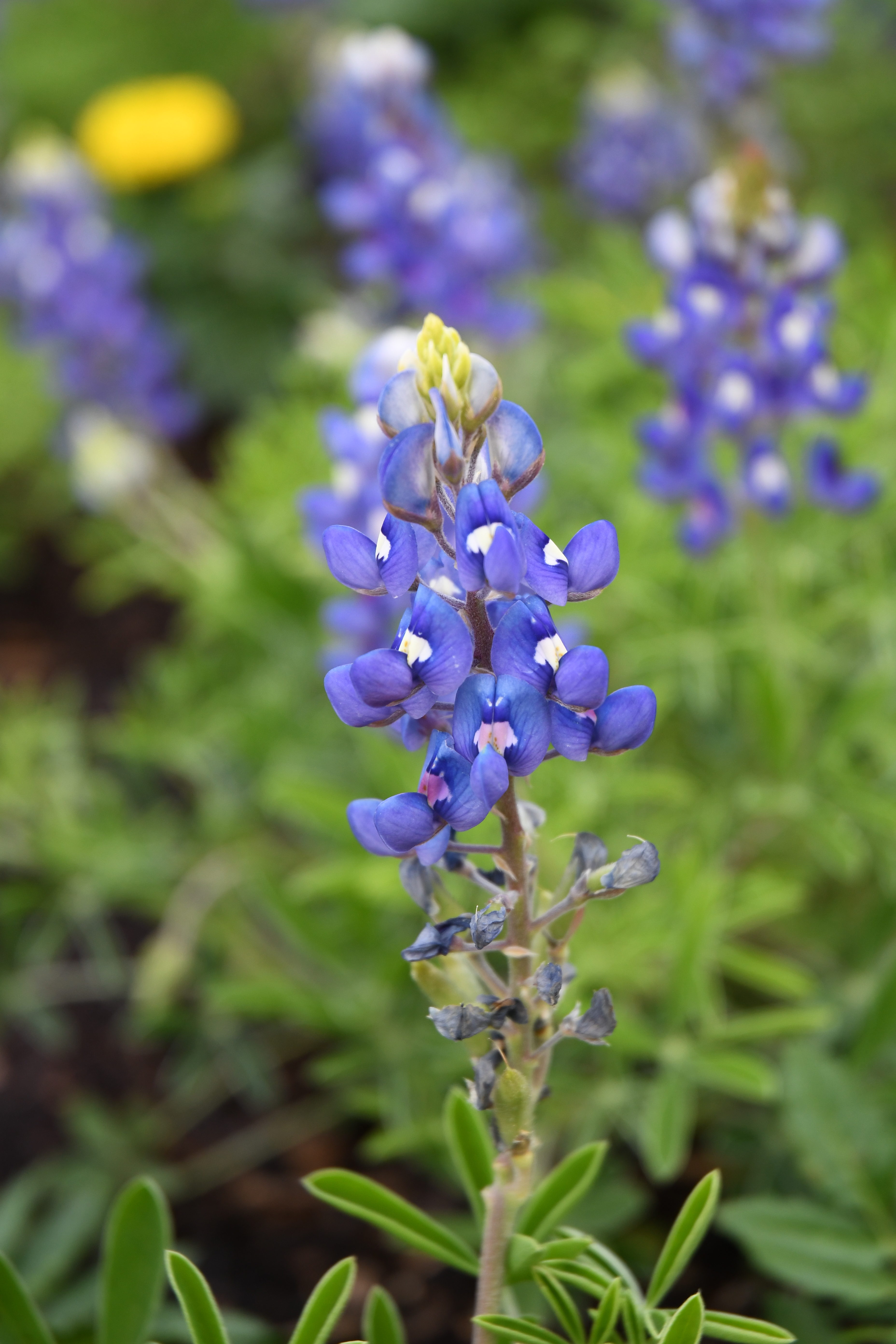 horticulturist-grow-bluebonnets-instead-of-picking-them-agrilife-today